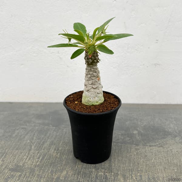 ドルステニア:フォエチダ 3号鉢植え