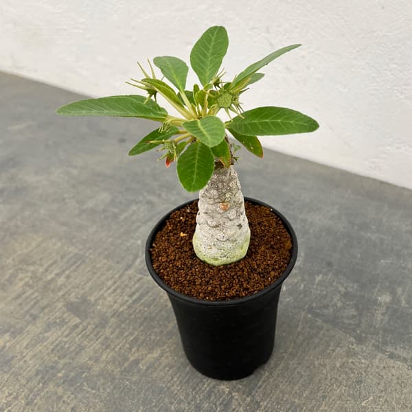 ドルステニア:フォエチダ 3号鉢植え