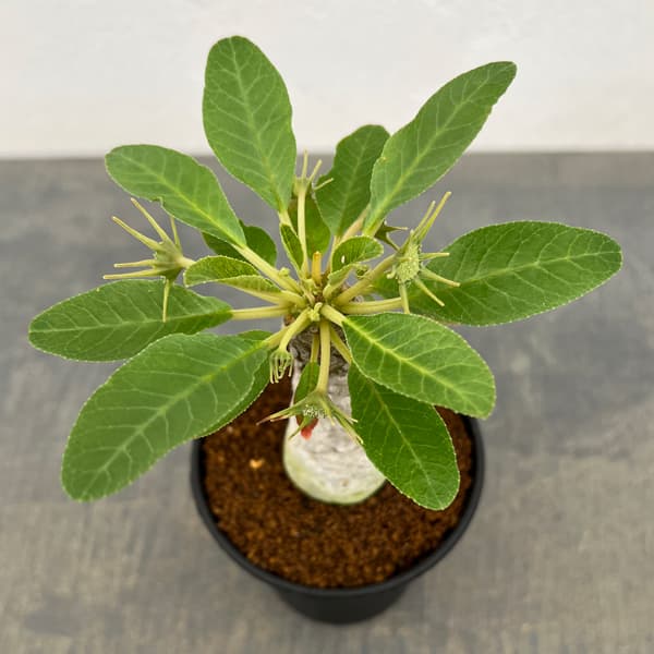 ドルステニア:フォエチダ 3号鉢植え