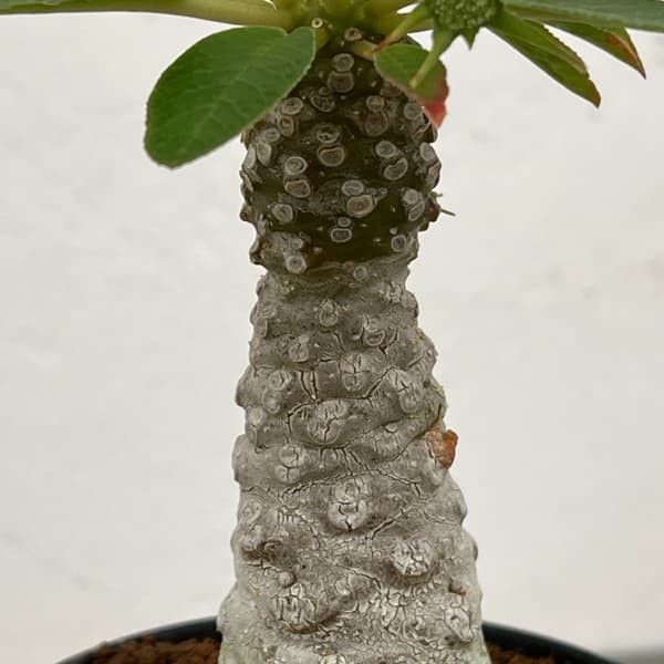 ドルステニア:フォエチダ 3号鉢植え