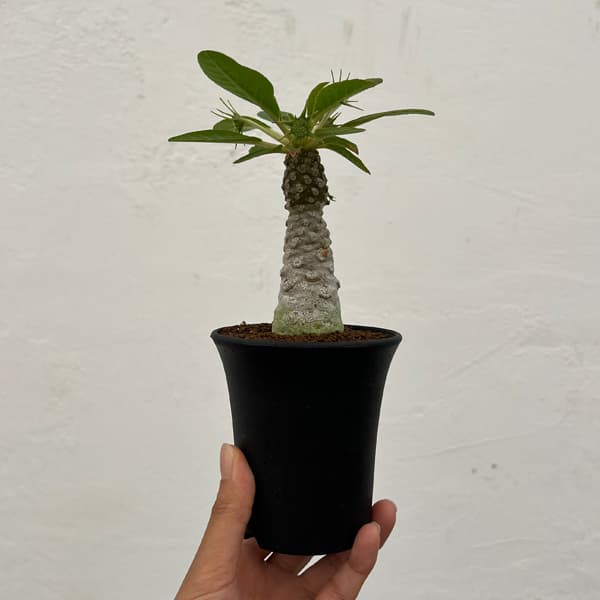 ドルステニア:フォエチダ 3号鉢植え