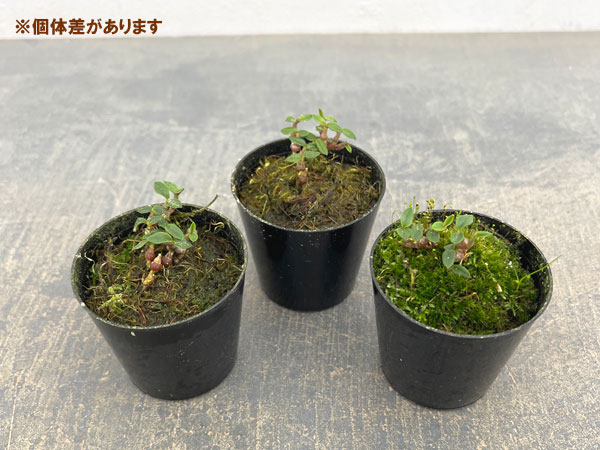 デンドロビウム:パルブラム ブルー 2号硬質ポット