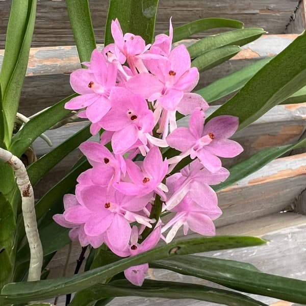 バンダ:プチブーケ(Vanda Petit Bouquet)板付け