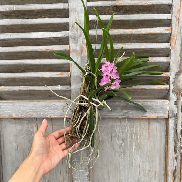 バンダ:プチブーケ(Vanda Petit Bouquet)板付け