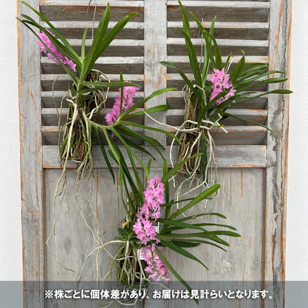 バンダ:プチブーケ(Vanda Petit Bouquet)板付け