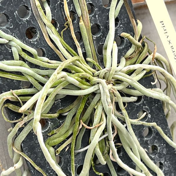 キロスキスタ：ルニフェラ×ビリディフラバ 板付け（Chiloschista lunifera × viridiflava）