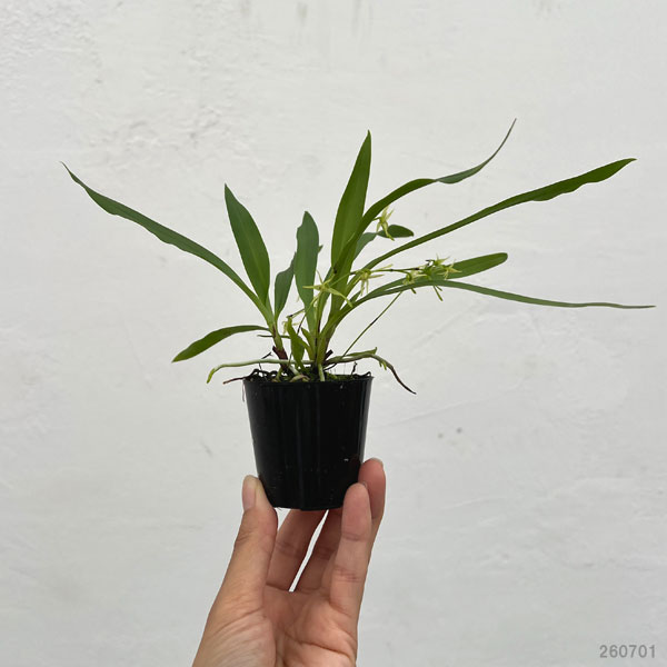 アングレカム:カルセオラス 2.5号