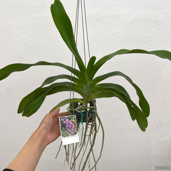 バンダ:Aerides lawrenceae×Rhynchostylis gigantea