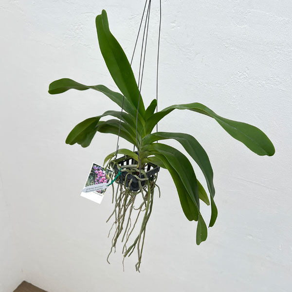 バンダ:Aerides lawrenceae×Rhynchostylis gigantea