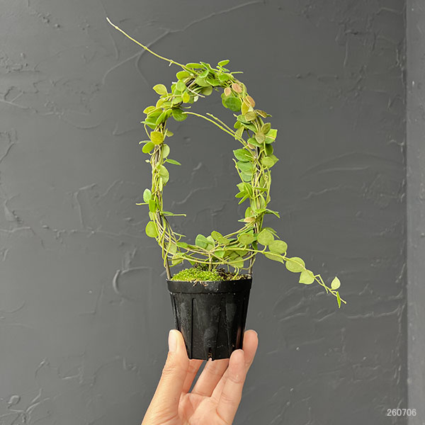 ホヤ：ｓｐティミカ（リング仕立て） 2号鉢植え