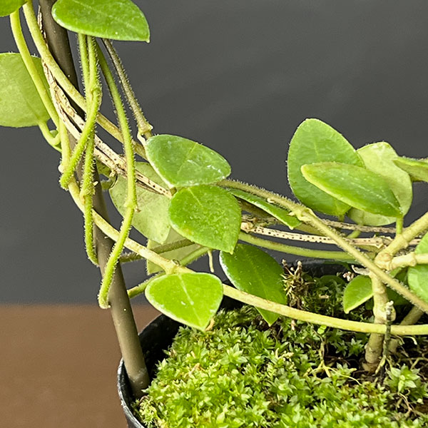 ホヤ：ｓｐティミカ（リング仕立て） 2号鉢植え