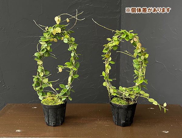 ホヤ：ｓｐティミカ（リング仕立て） 2号鉢植え