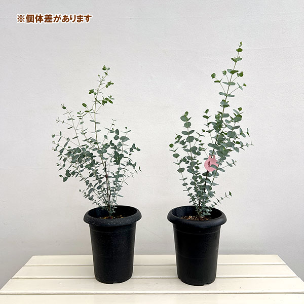クレマファクトリーさんのユーカリ:グニー(サイダーガム)6号鉢植え