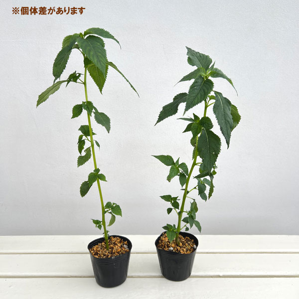 ツリフネソウ(釣船草):白花ツリフネソウ3号ポット
