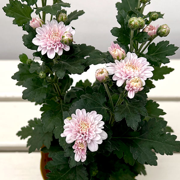 夏 紗 菊の花 美品 園芸ネット本店｜夏秋咲き電照菊（花付き菊苗）：夏ざくら4号ポット の