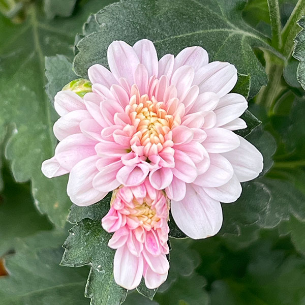 園芸ネット本店｜夏秋咲き電照菊（花付き菊苗）：夏ざくら4号ポット の