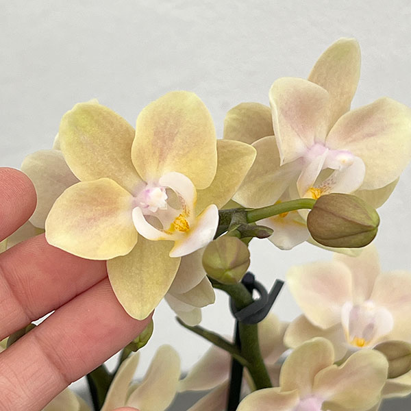 ミディコチョウラン：ラテ2本立ち4号鉢植え