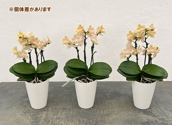 ミディコチョウラン：ラテ2本立ち4号鉢植え