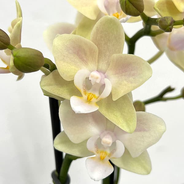 ミディコチョウラン:ラテ2本立ち4号鉢植え