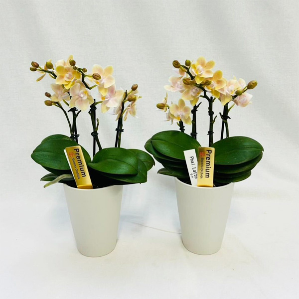 ミディコチョウラン：ラテ2本立ち4号鉢植え