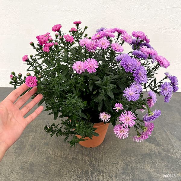 アスター：ビクトリア　3色植え（ブルー・ピンク・ローズピンク）5号鉢植え