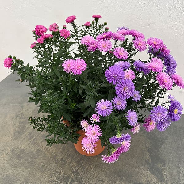 アスター：ビクトリア　3色植え（ブルー・ピンク・ローズピンク）5号鉢植え
