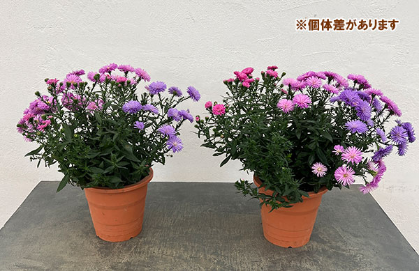 アスター：ビクトリア　3色植え（ブルー・ピンク・ローズピンク）5号鉢植え