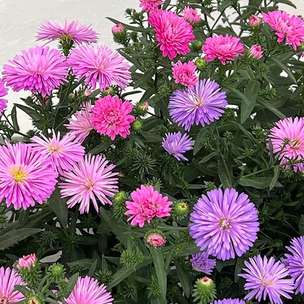 アスター：ビクトリア　3色植え（ブルー・ピンク・ローズピンク）5号鉢植え