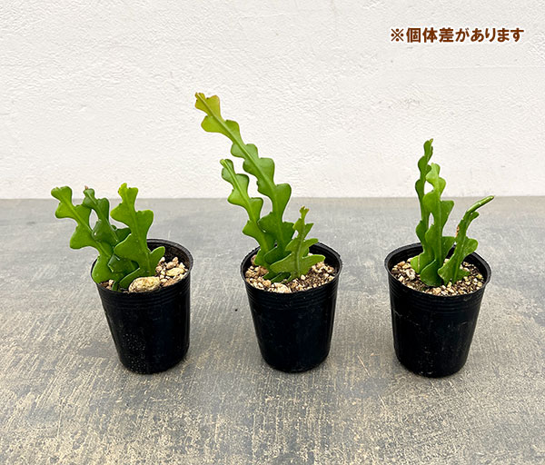 フィッシュボーンカクタス2号ポット