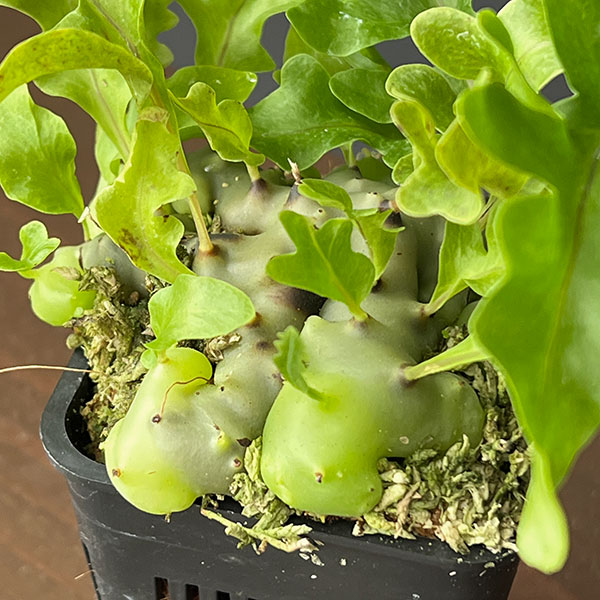 レカノプテリス:ルソネンシス(Quezoh Luzon) 2.5号