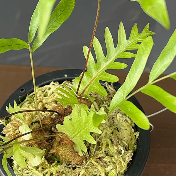 ドリナリア:リギデュラ(rigidula Cairns、 Australia(sporeling)) 3号吊り鉢