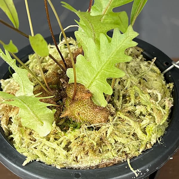 ドリナリア:リギデュラ(rigidula Cairns、 Australia(sporeling)) 3号吊り鉢