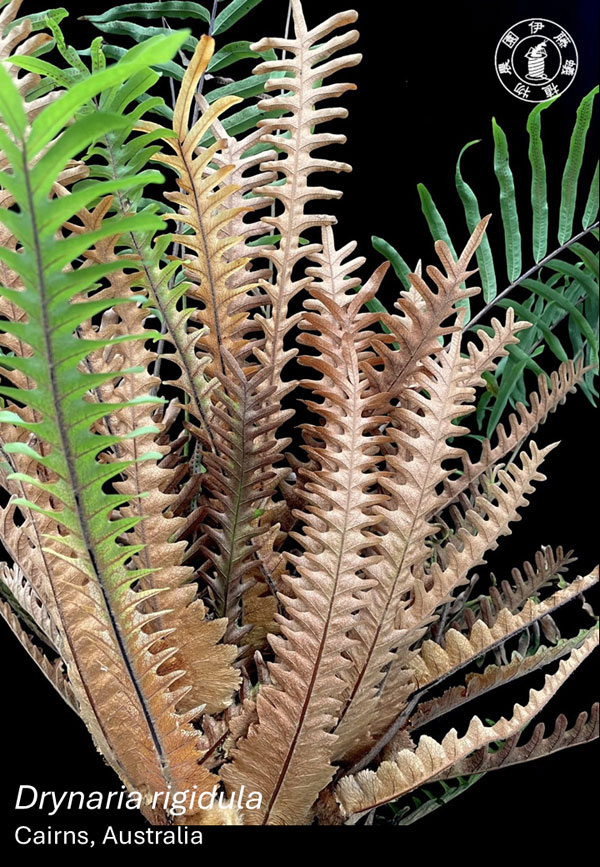 ドリナリア:リギデュラ(rigidula Cairns、 Australia(sporeling)) 3号吊り鉢