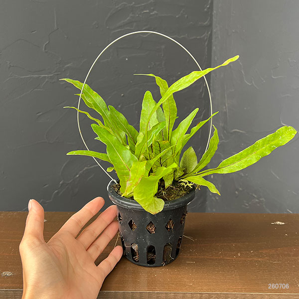 ドリナリア:クエルシフォリア (Drynaria quercifolia Lahat、 South Sumatra) 3号吊り鉢