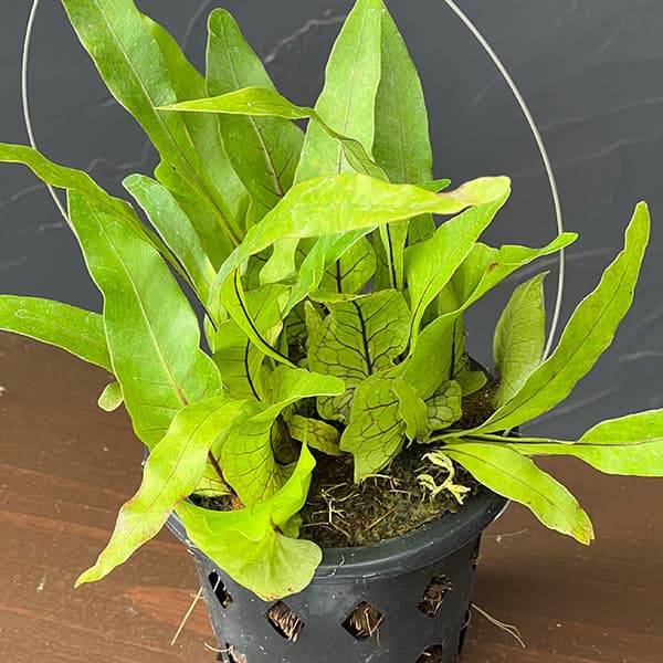 ドリナリア:クエルシフォリア (Drynaria quercifolia Lahat、 South Sumatra) 3号吊り鉢