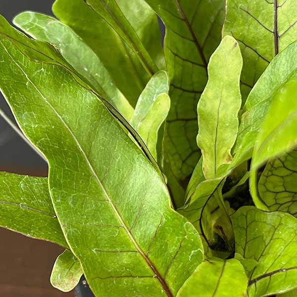 ドリナリア:クエルシフォリア (Drynaria quercifolia Lahat、 South Sumatra) 3号吊り鉢
