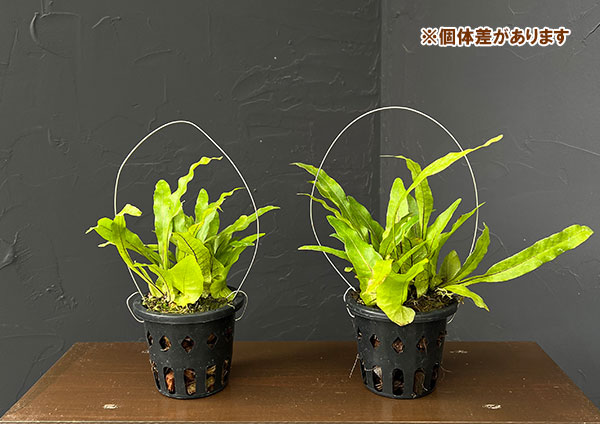 ドリナリア:クエルシフォリア (Drynaria quercifolia Lahat、 South Sumatra) 3号吊り鉢