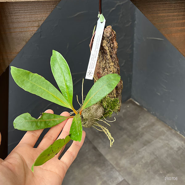 ミルメコディア:sp.(orange petioles、elomgated leaves) 板付け