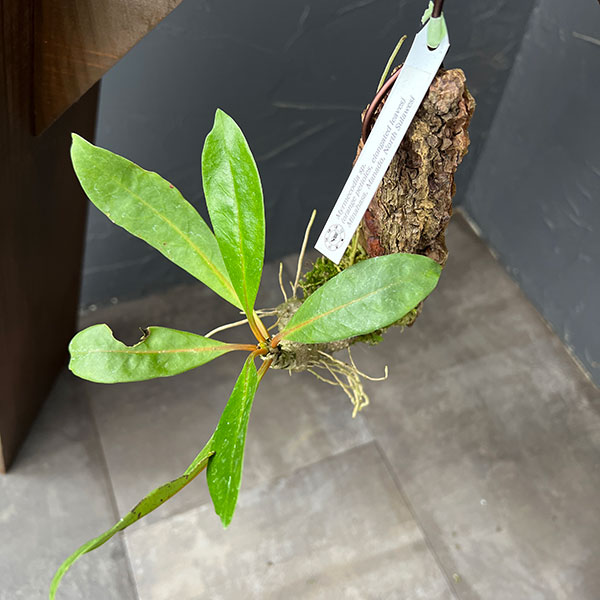 ミルメコディア:sp.(orange petioles、elomgated leaves) 板付け
