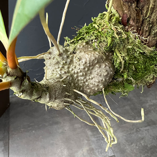 ミルメコディア:sp.(orange petioles、elomgated leaves) 板付け