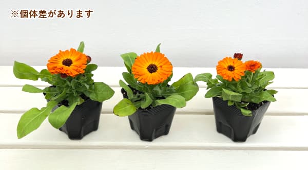 カレンジュラ：エミフル　キャロット3号ポット