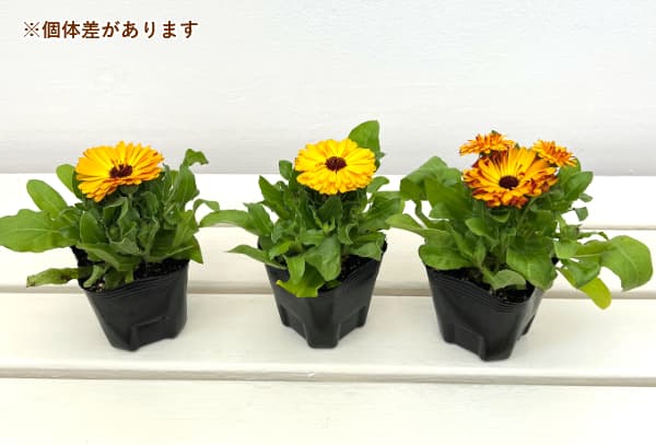 カレンジュラ：エミフル　パイン3号ポット