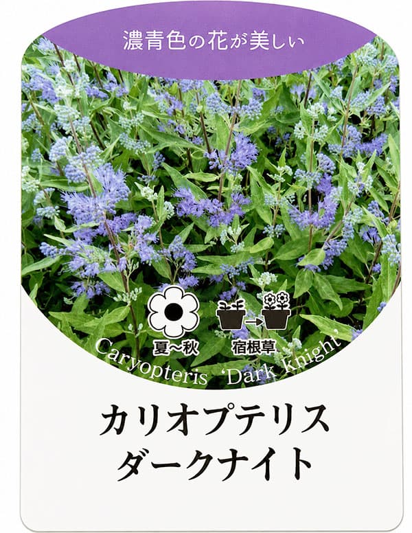カリオプテリス:ダークナイト3-3.5号ポット 6株セット