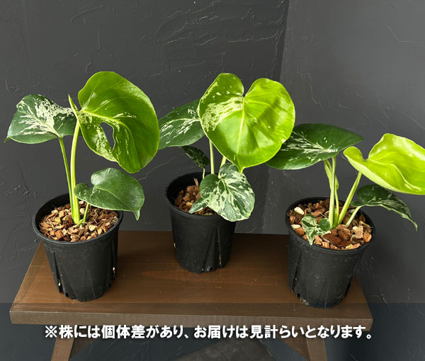 モンステラ:デリシオーサ バルバソー 4号ポット