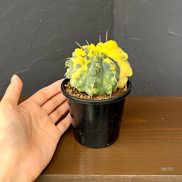ギムノカリキウム:バッテリー錦(実生) 3号鉢植え26-02