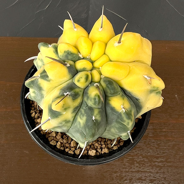 ギムノカリキウム:バッテリー錦(実生) 3号鉢植え26-02