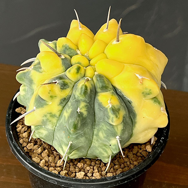 ギムノカリキウム:バッテリー錦(実生) 3号鉢植え26-02