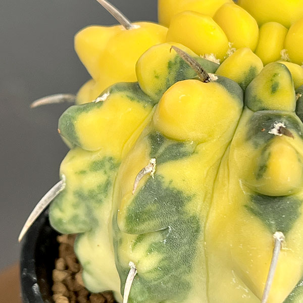 ギムノカリキウム:バッテリー錦(実生) 3号鉢植え26-02