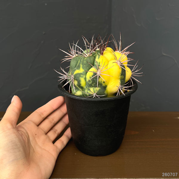 サボテン:ギムノカリキウム 新天地錦 3.5号鉢植え26-01