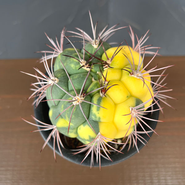 サボテン:ギムノカリキウム 新天地錦 3.5号鉢植え26-01
